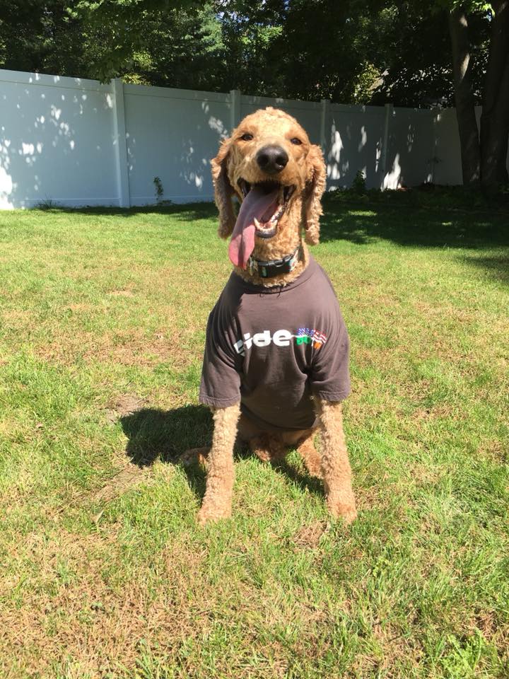 Cheerful dog dressed in a shirt