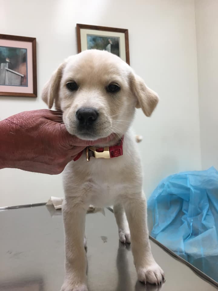 Person holds a puppy