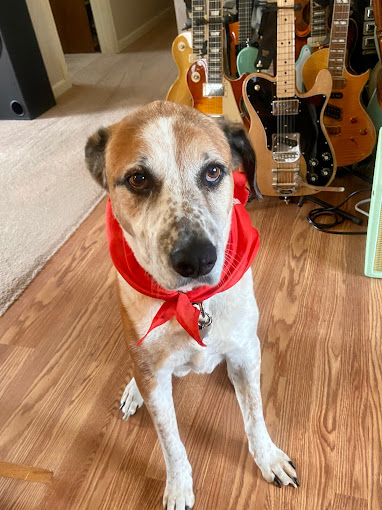 a dog with a red bandana rests comfortably on the floor