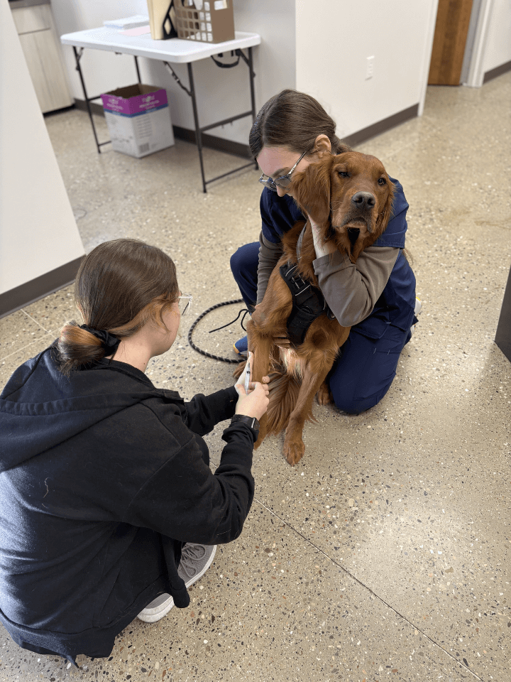 Mallory_Chelsey Blood Draw two vet staff taking vaccination for a dog