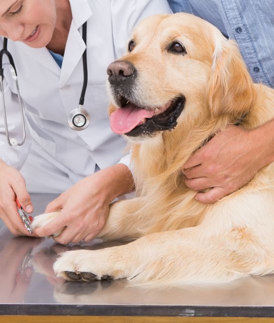 Vet using nail clipper on dog with its owner<br />
