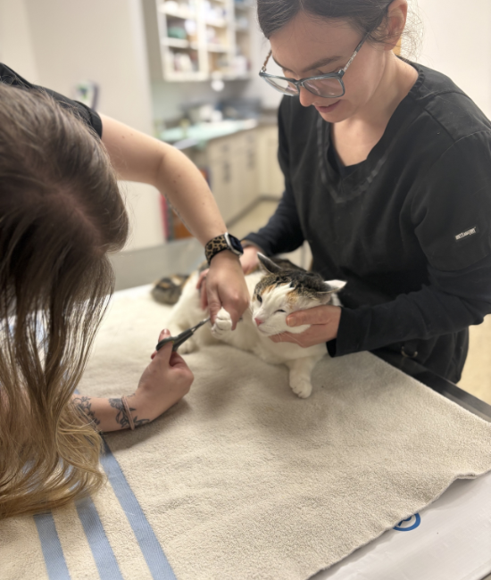 two vet staff trimming a cat's nails