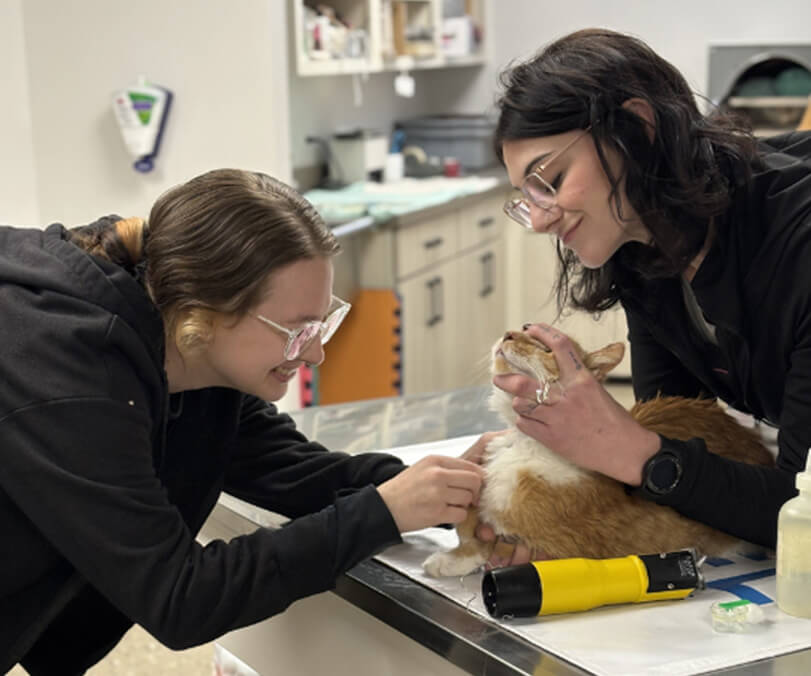 two vet staff and a vet examining a dog