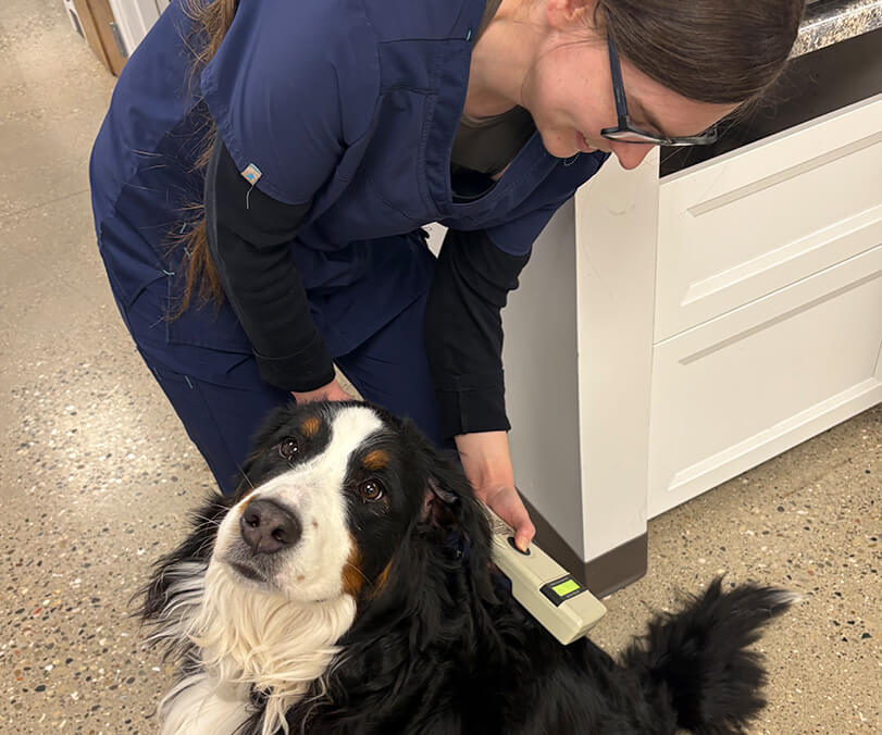 two vet staff and a vet examining a dog