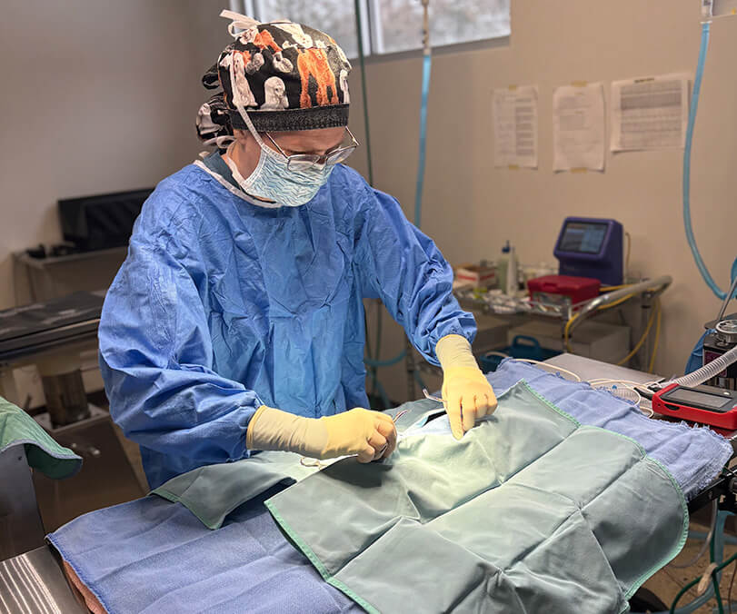 two vet staff and a vet examining a dog