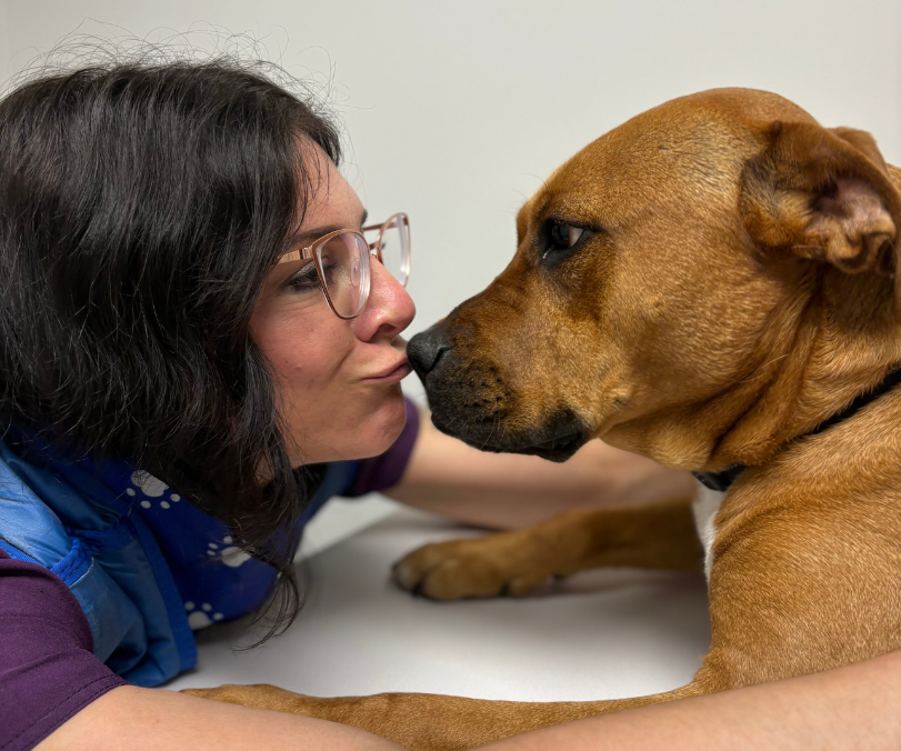 two vet staff and a vet examining a dog