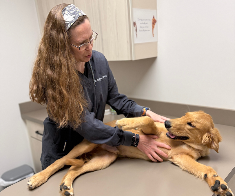 two vet staff and a vet examining a dog